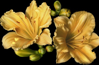 Daylily